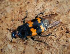 Nicrophorus resmi