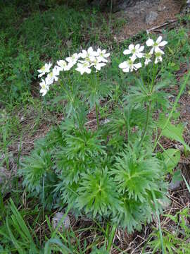 Image of Ranunculaceae