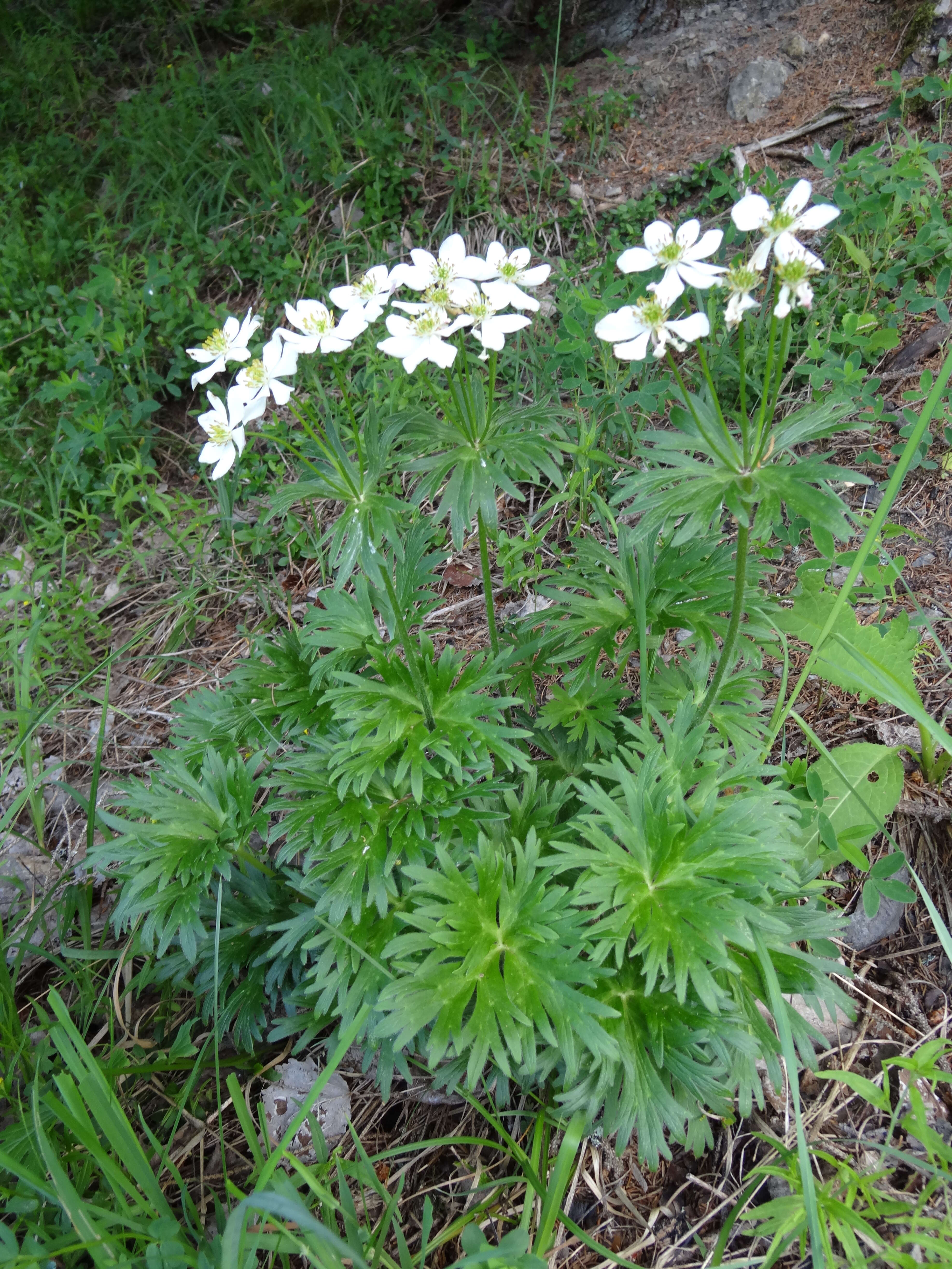 Image of Ranunculaceae