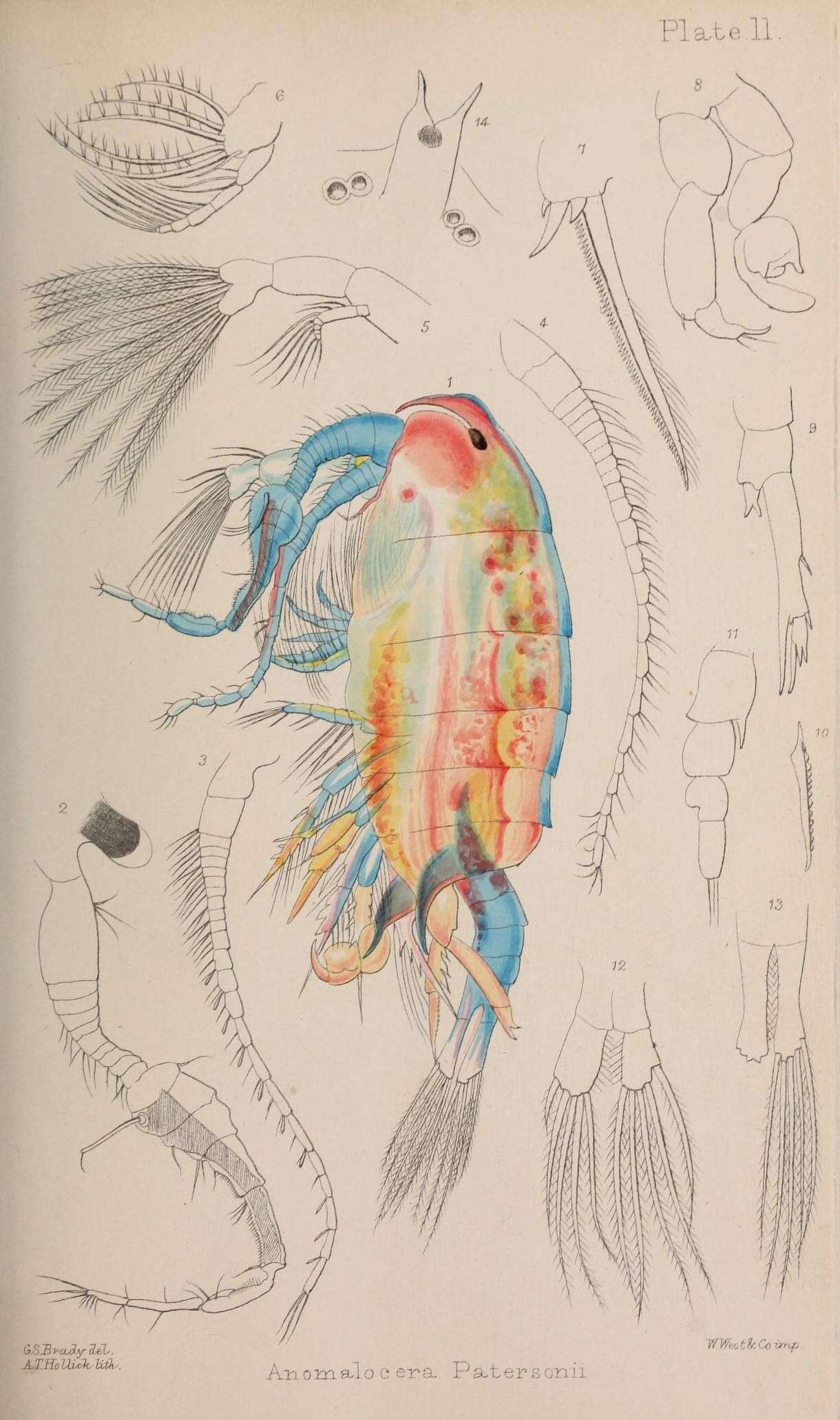 Слика од Copepoda Milne Edwards 1840