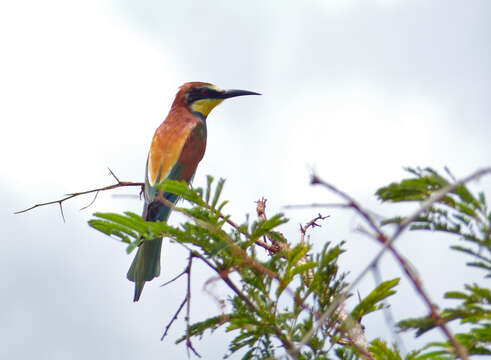 Image of bee-eater, european bee-eater