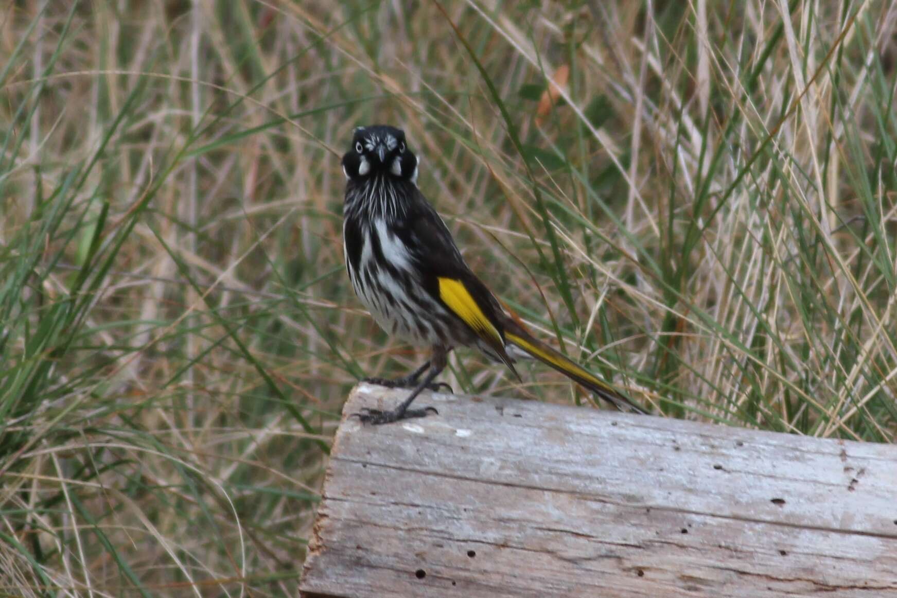 Image of New Holland Honeyeater