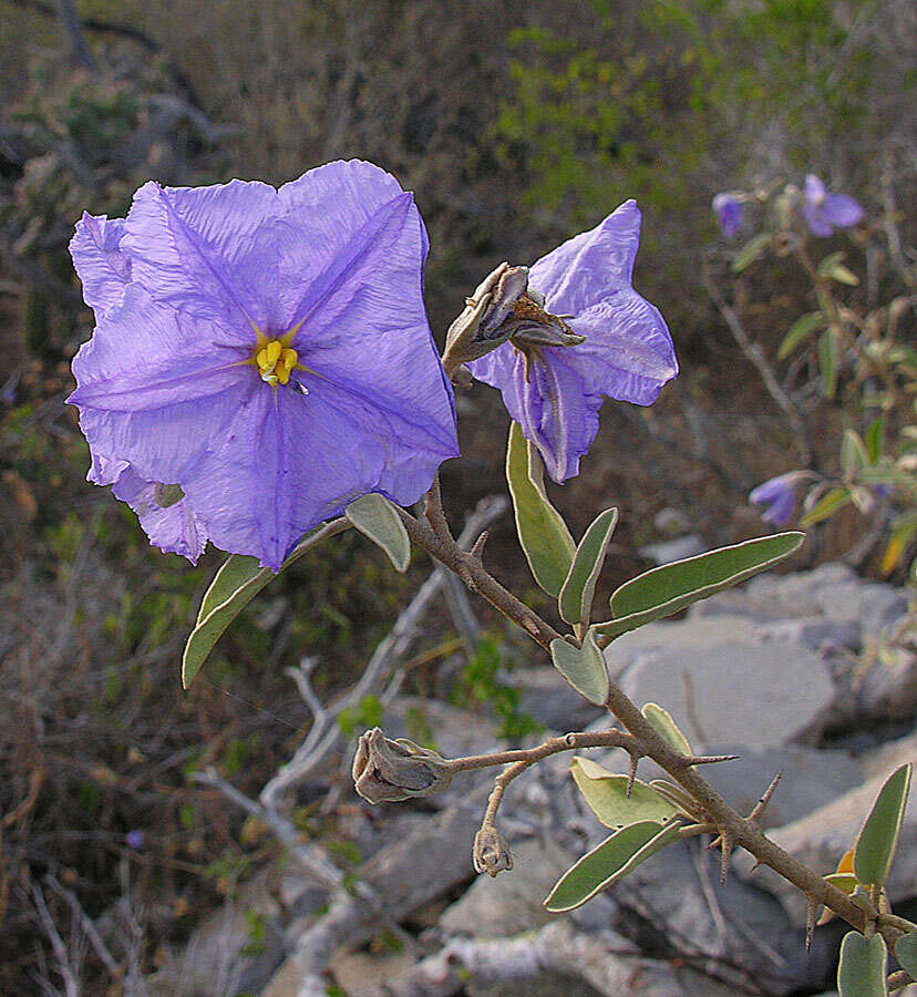 Image of Hinds' nightshade