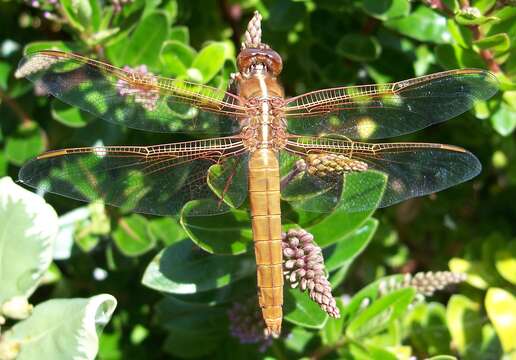 Image of Flame Skimmer