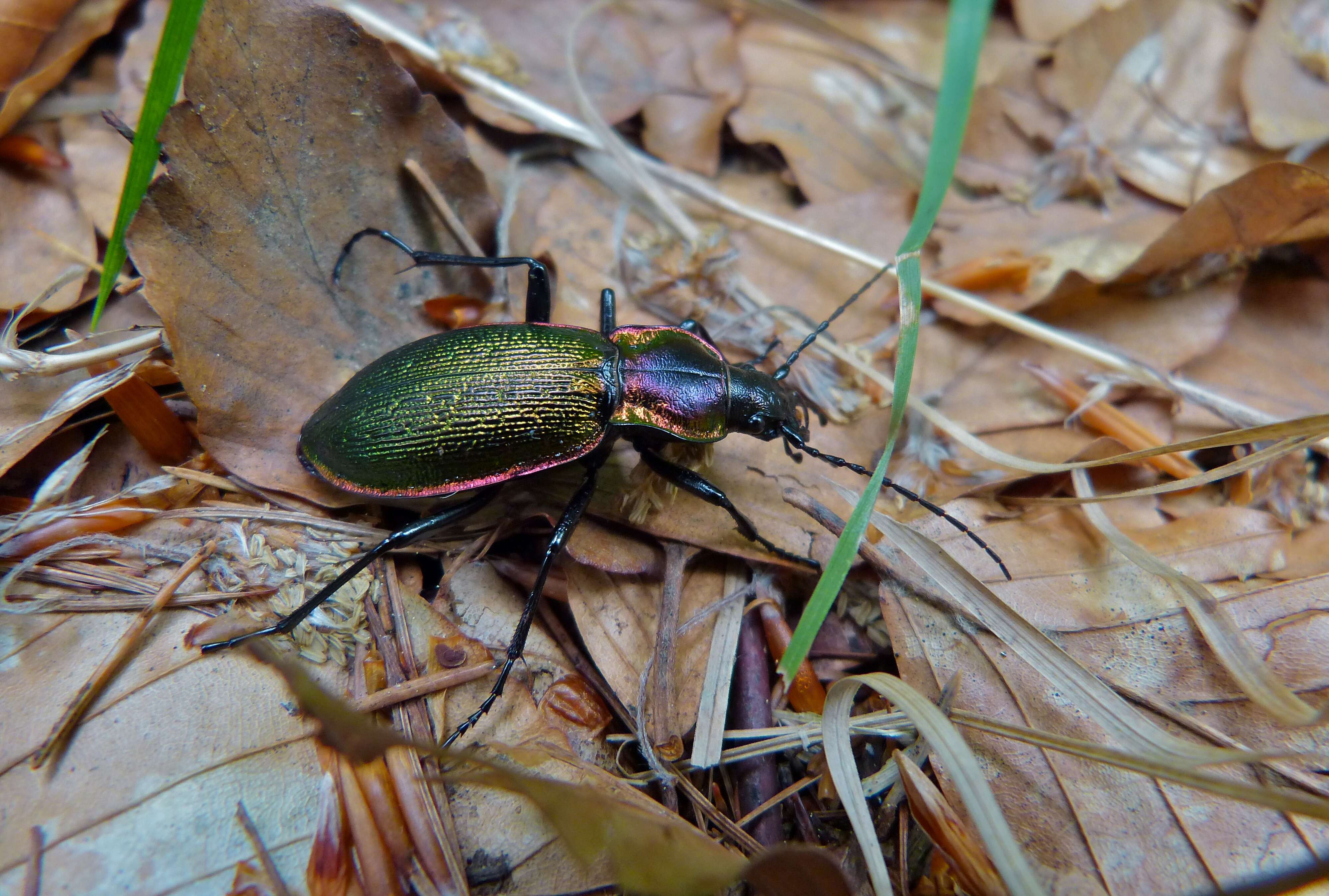 Image of Carabid beetle