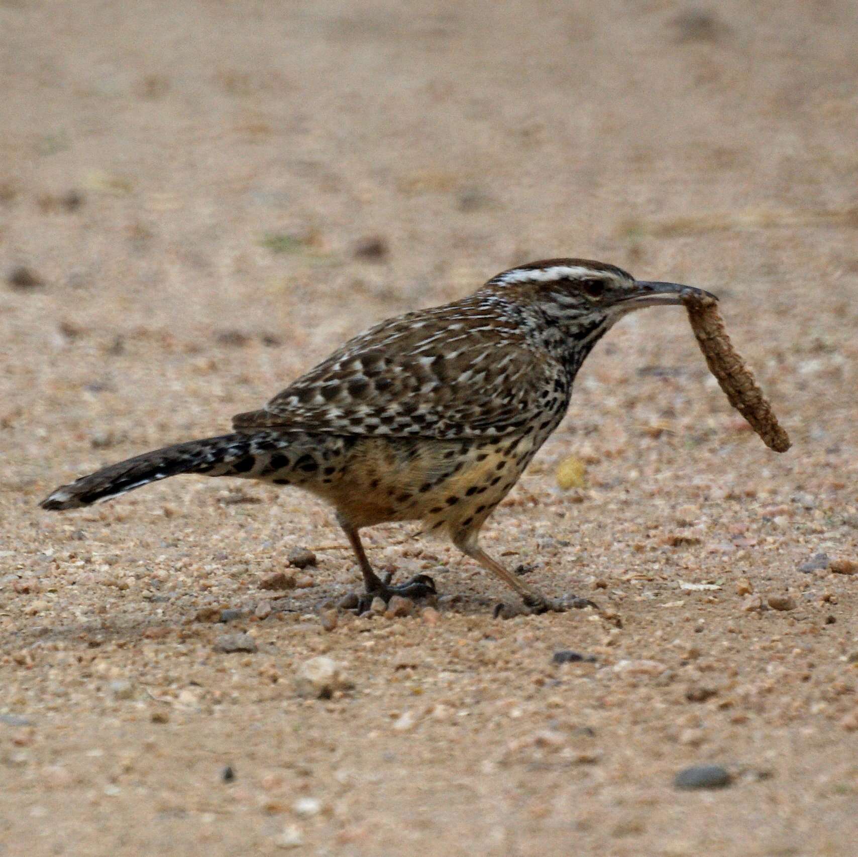 Image of Campylorhynchus Spix 1824