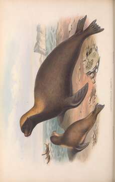 Image of Australian sea lion