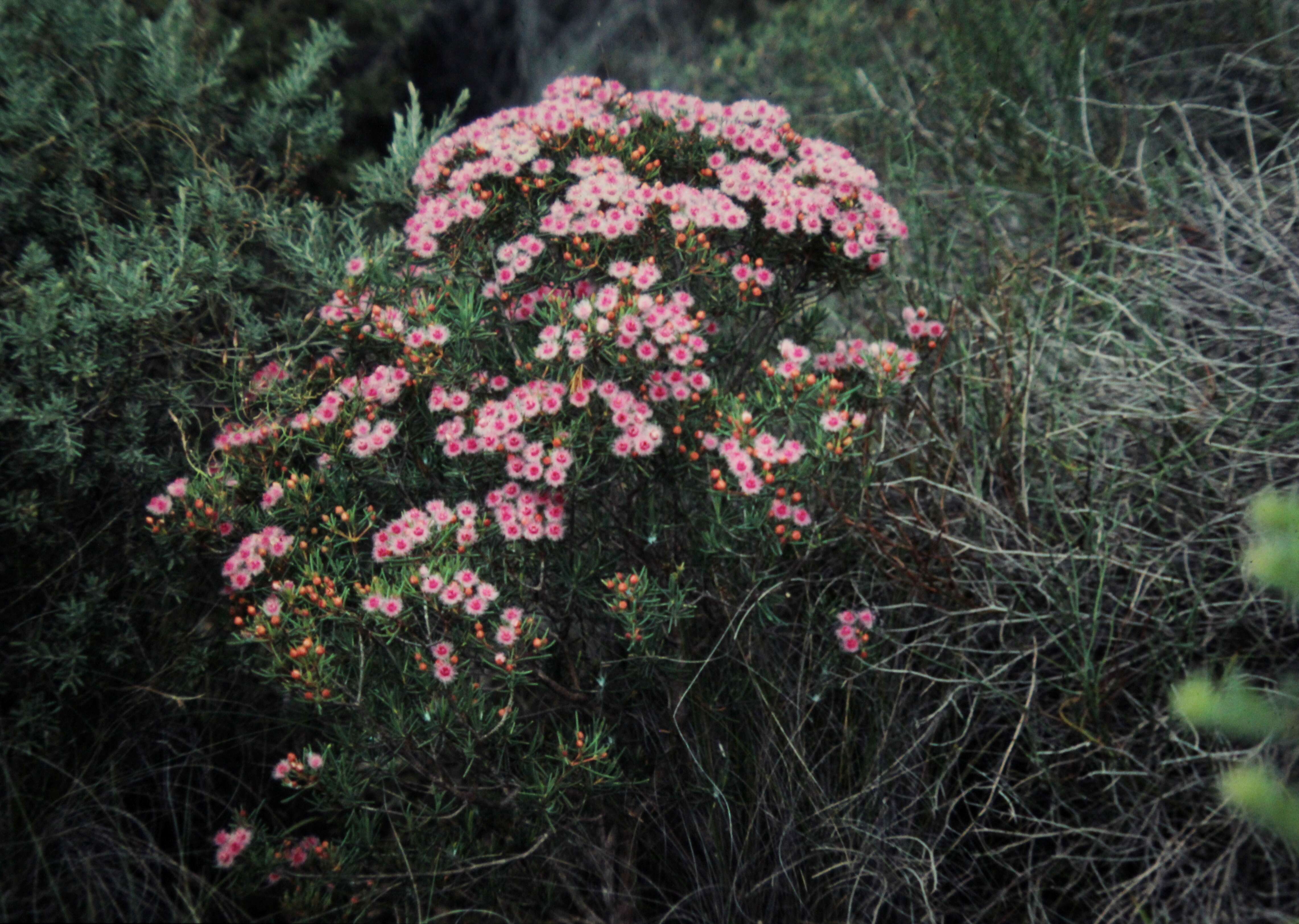 Image de Verticordia monadelpha Turcz.