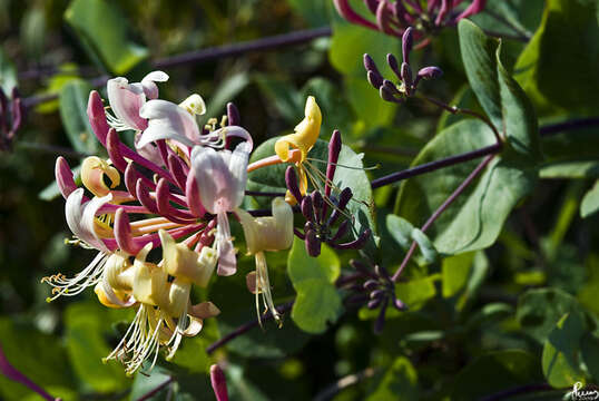 Image of Etruscan honeysuckle