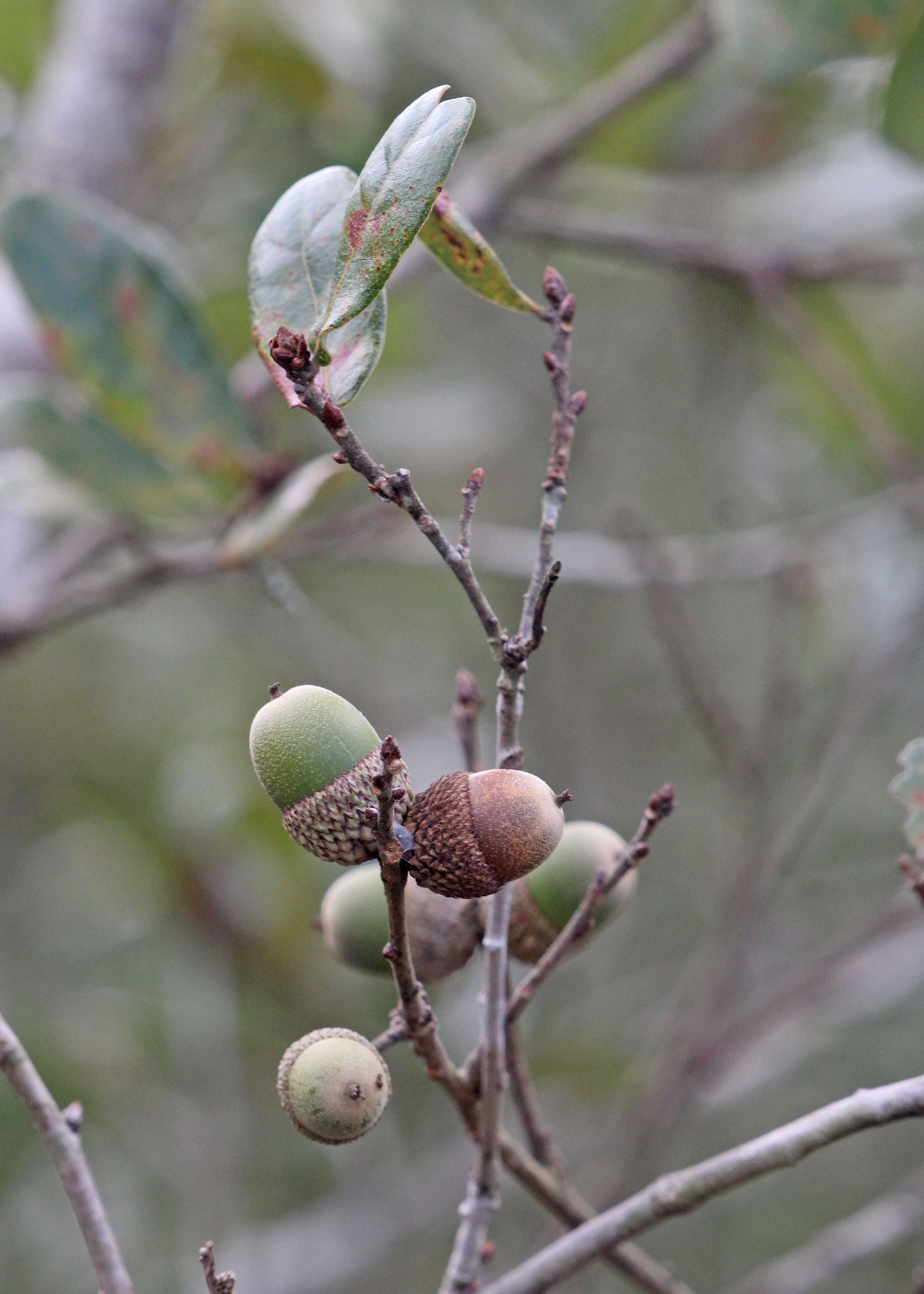 Слика од Quercus myrtifolia Willd.