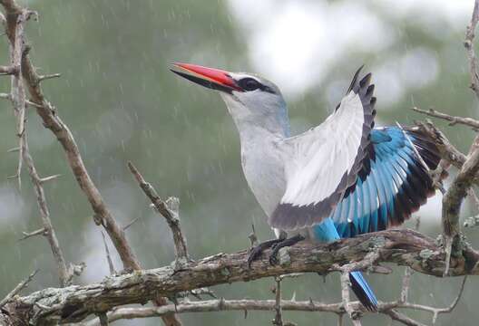 Image of Halcyon senegalensis cyanoleuca (Vieillot 1818)