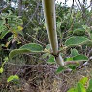 Image of Hypenia densiflora (Pohl ex Benth.) Harley