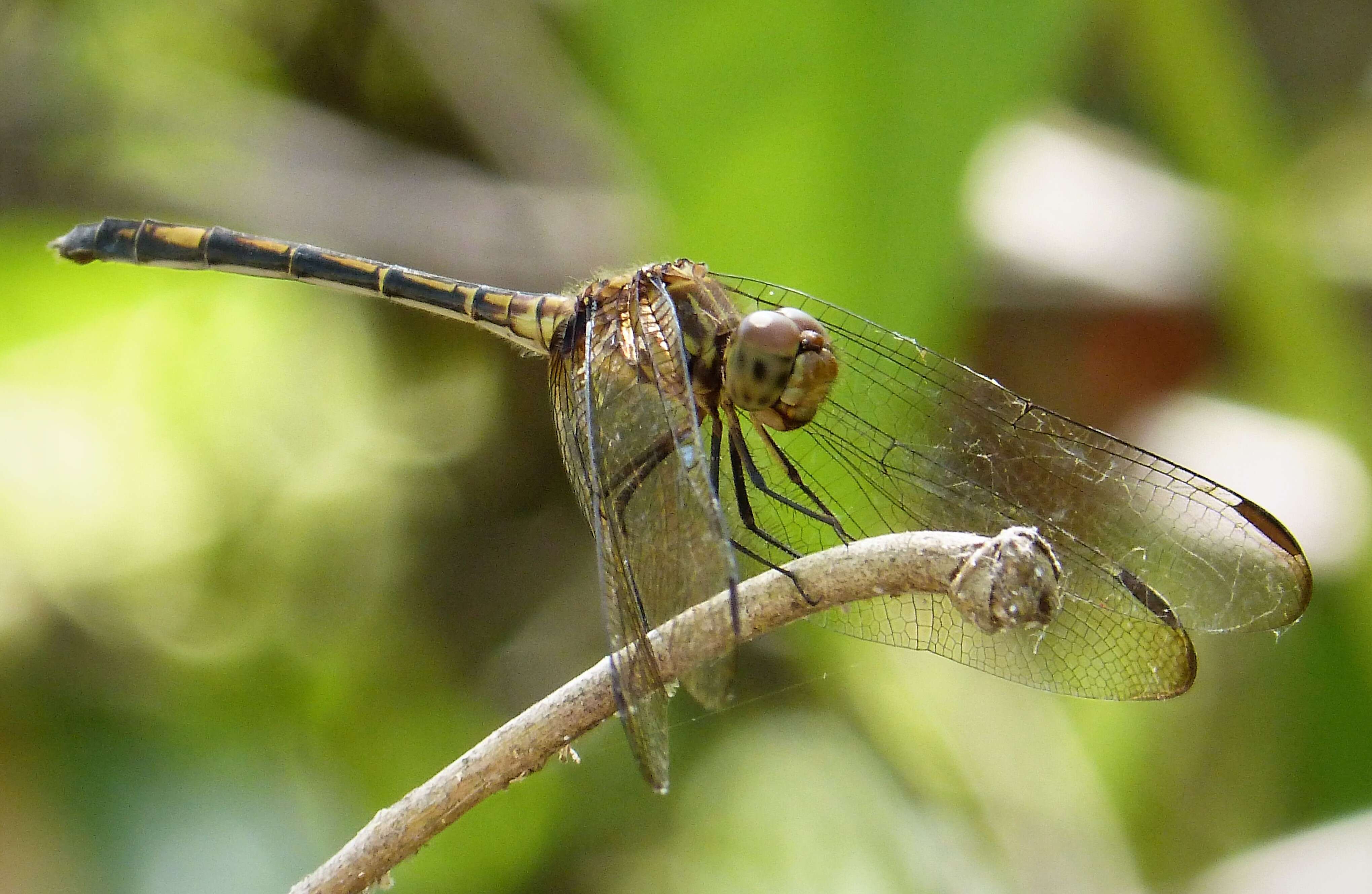 Imagem de Dythemis Hagen 1861