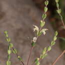 صورة Origanum elongatum (Bonnet) Emb. & Maire