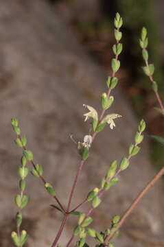 Image of Origanum elongatum (Bonnet) Emb. & Maire