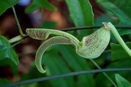 Image of gaping dutchman's pipe