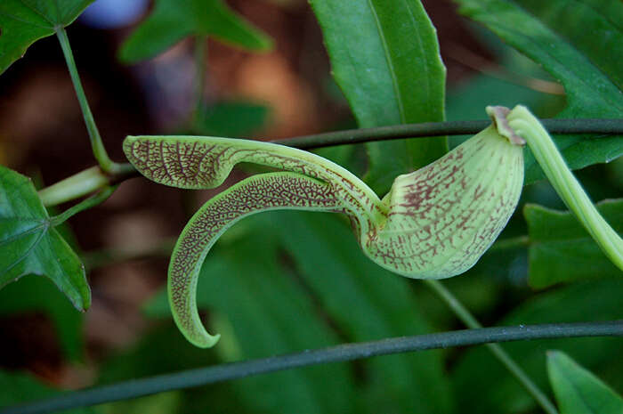 Image de Aristolochia ringens Vahl