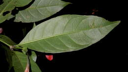 Image of Ruellia affinis (Schrad.) Lindau