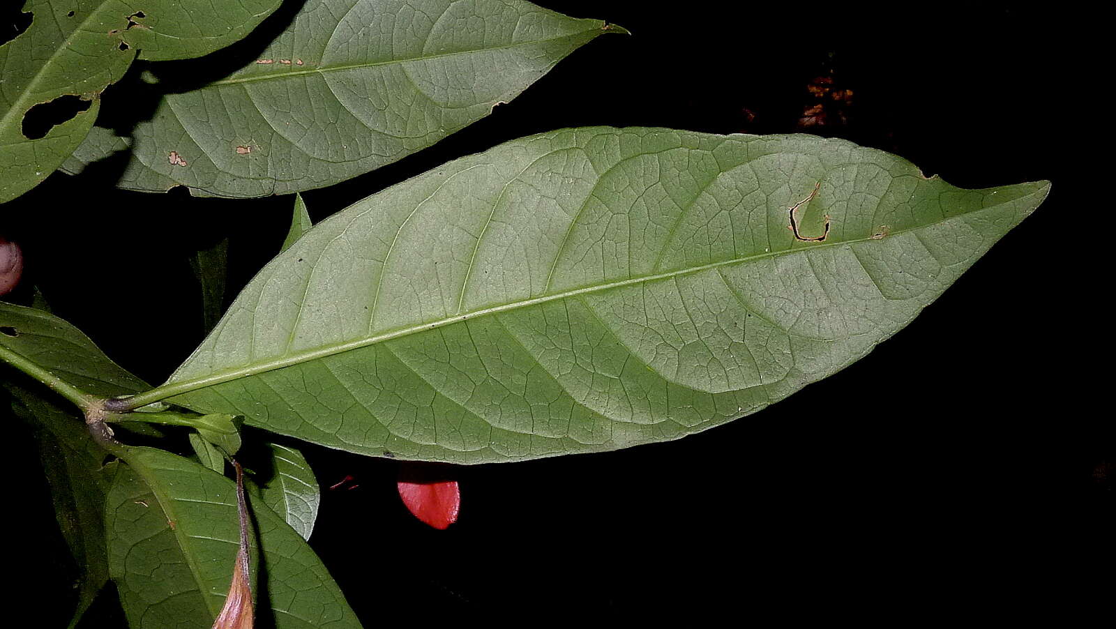 Image of Ruellia affinis (Schrad.) Lindau