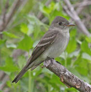 Image of Pewee