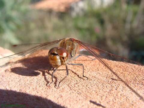 Image of Sympetrum Newman 1833