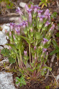 Image of Gentianella anisodonta (Borbás) A. & D. Löve