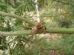 Image of green wattle