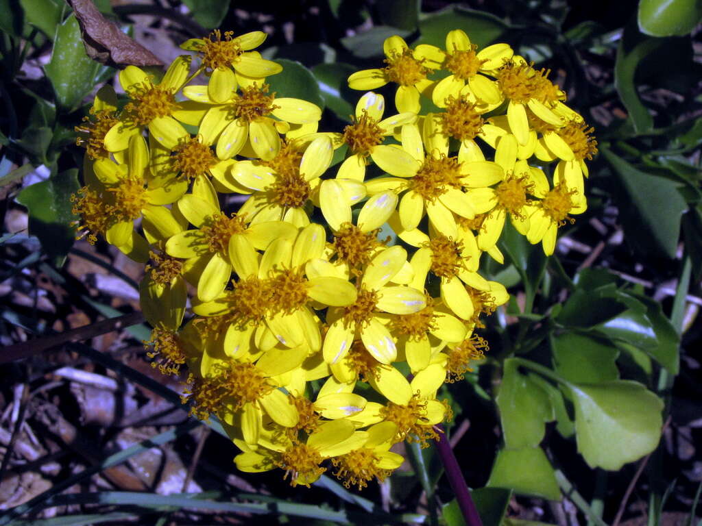 Image of creeping groundsel