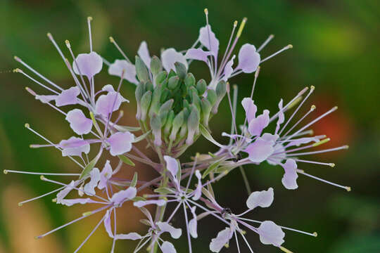 Image of wideleaf pinelandcress