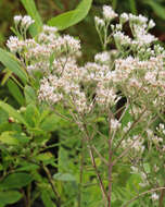 Eupatorium mohrii E. Greene的圖片