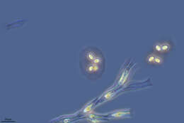 Imagem de Coenocystis Korshikov 1953