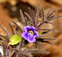 Haplanthodes verticillatus (Roxb.) R. B. Majumdar resmi