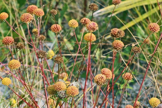 Image of coastal plain honeycombhead