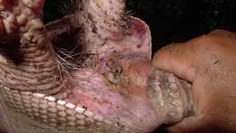 Image of long-nosed armadillos