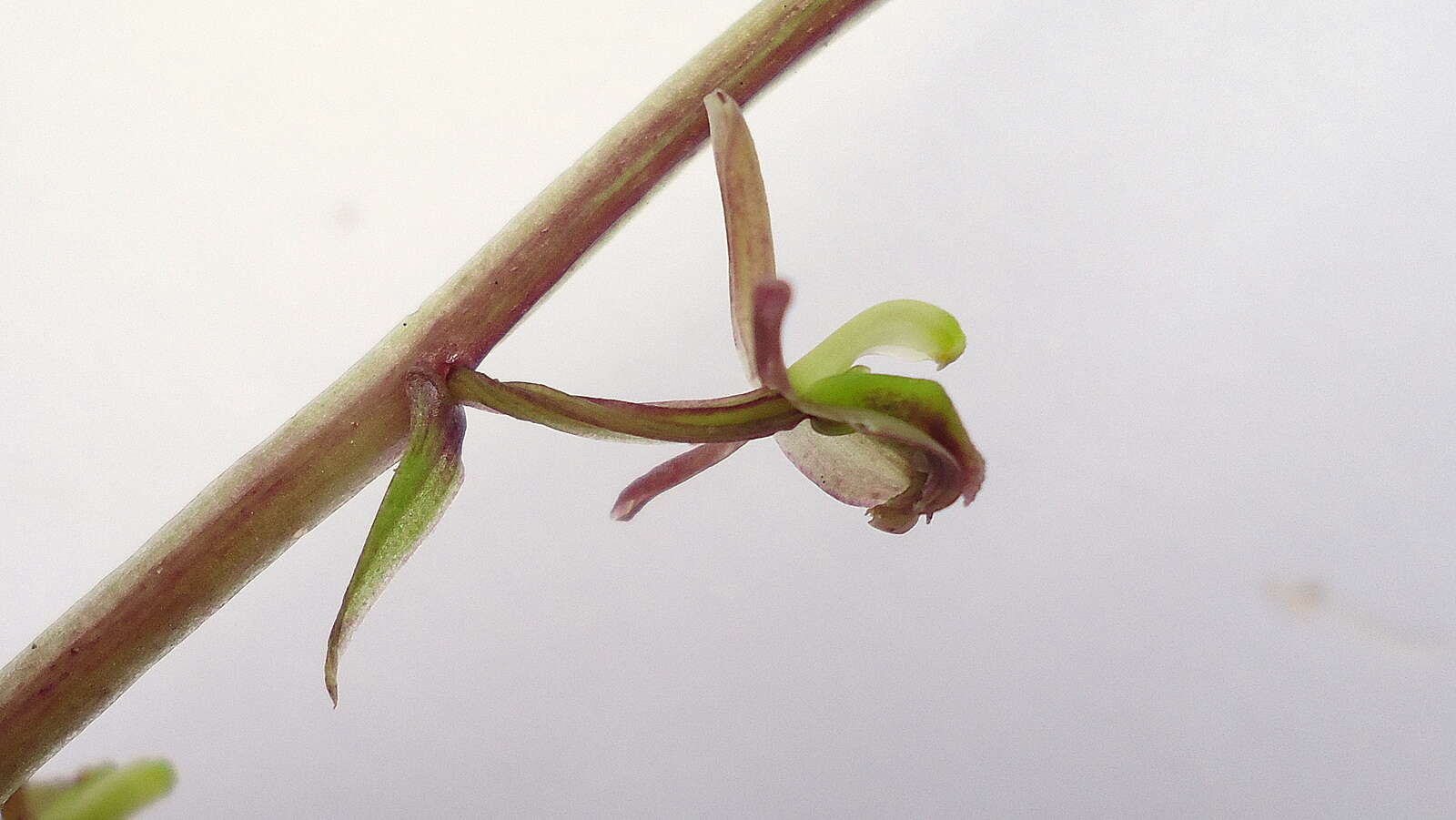 Image of Widelip orchid