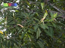 Image of Ficus crassiramea (Miq.) Miq.