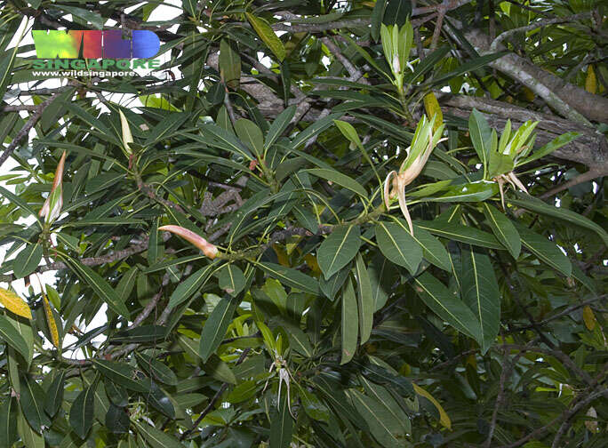 Image of Ficus crassiramea (Miq.) Miq.