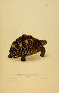 Image of Typical Tortoises