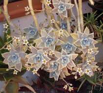 Image of Graptopetalum paraguayense (N. E. Brown) Walther