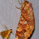 Image of Chliara cresus Cramer 1777