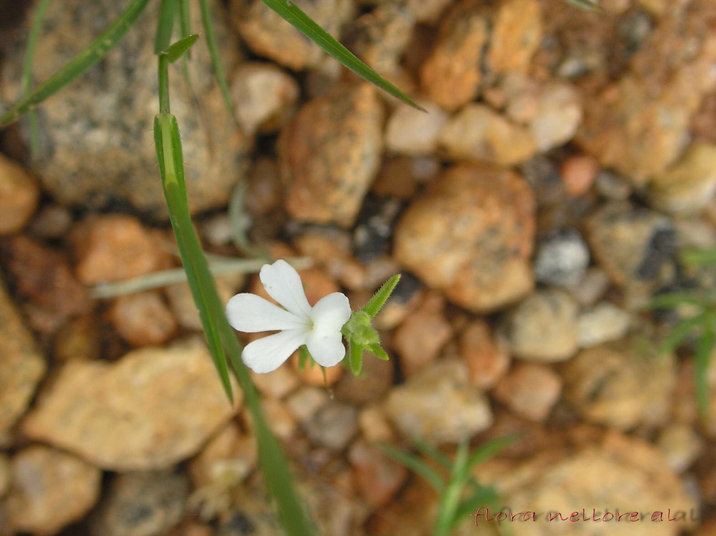 Image of Witchweed