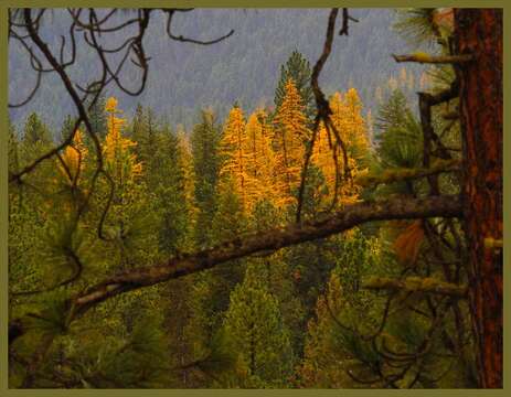 Image of western larch