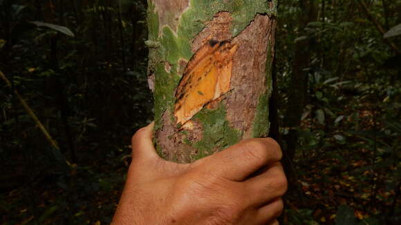 Image of Stephanopodium blanchetianum Baill.