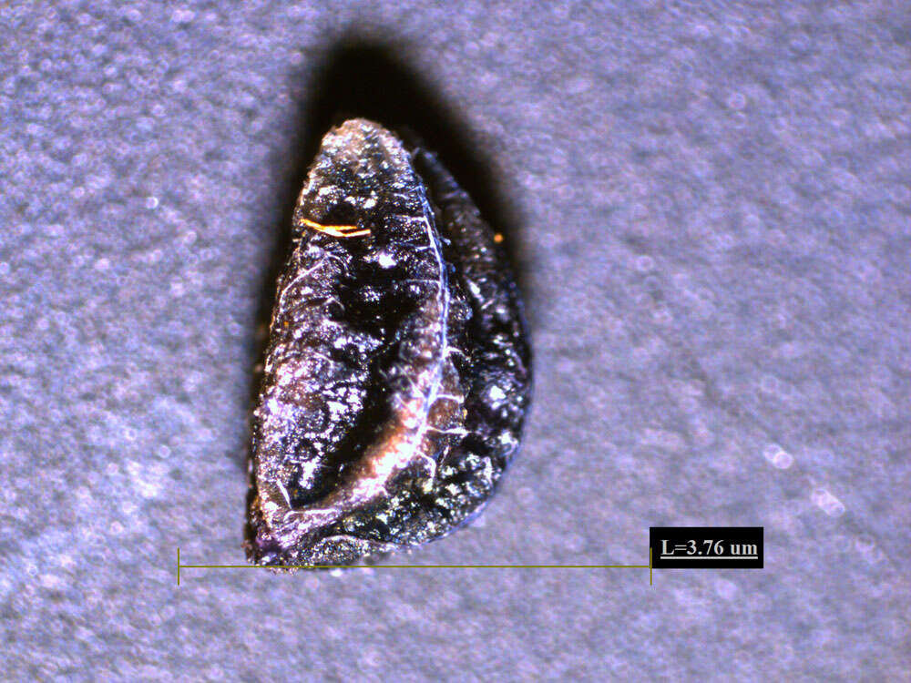 Palicourea guianensis Aubl.的圖片