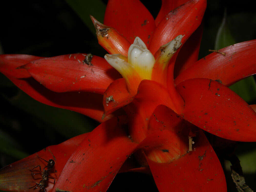 Image of tufted airplant