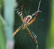 Image of Argiope magnifica L. Koch 1871