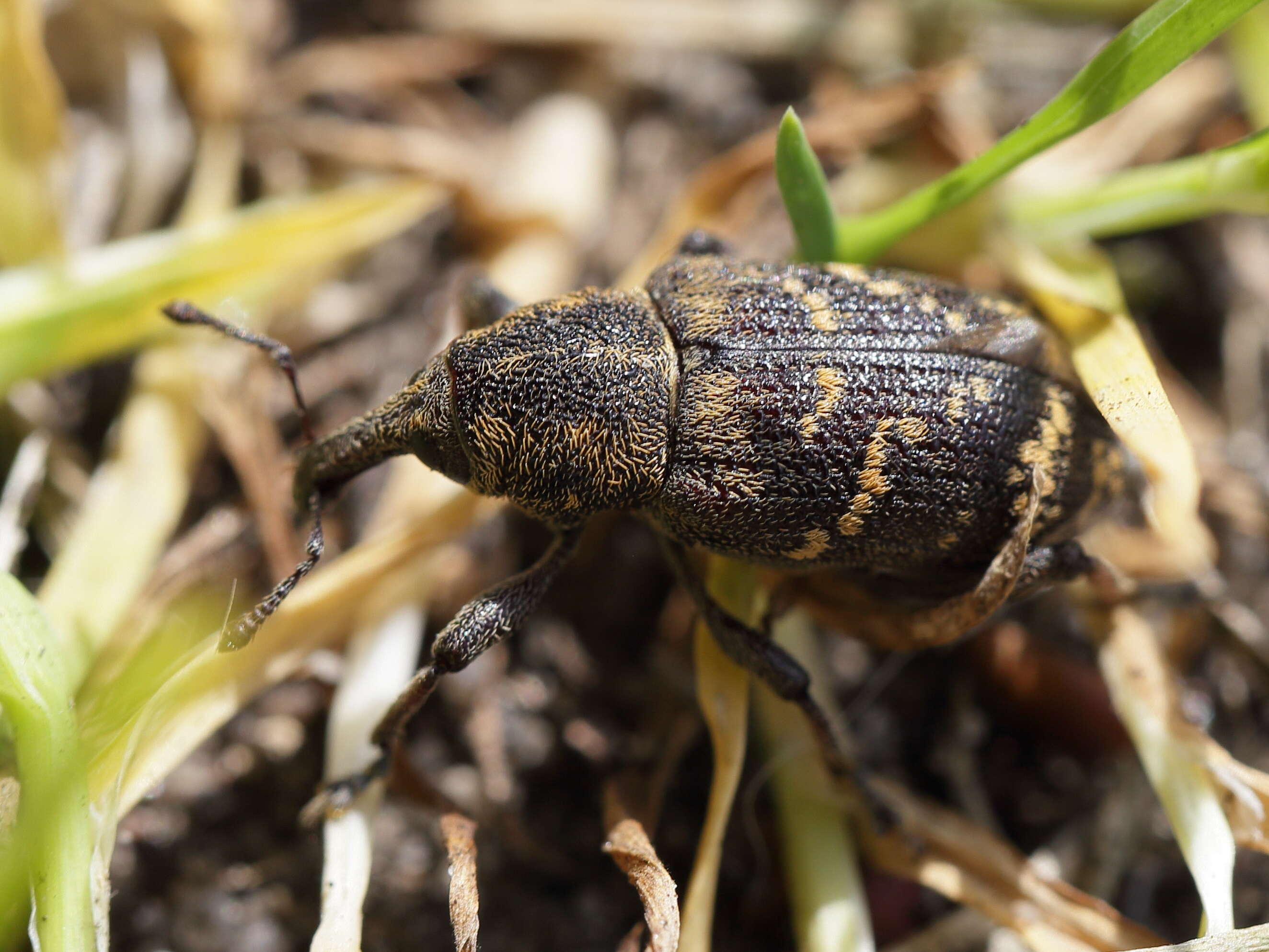 Hylobius abietis (Linnaeus & C. 1758)的圖片