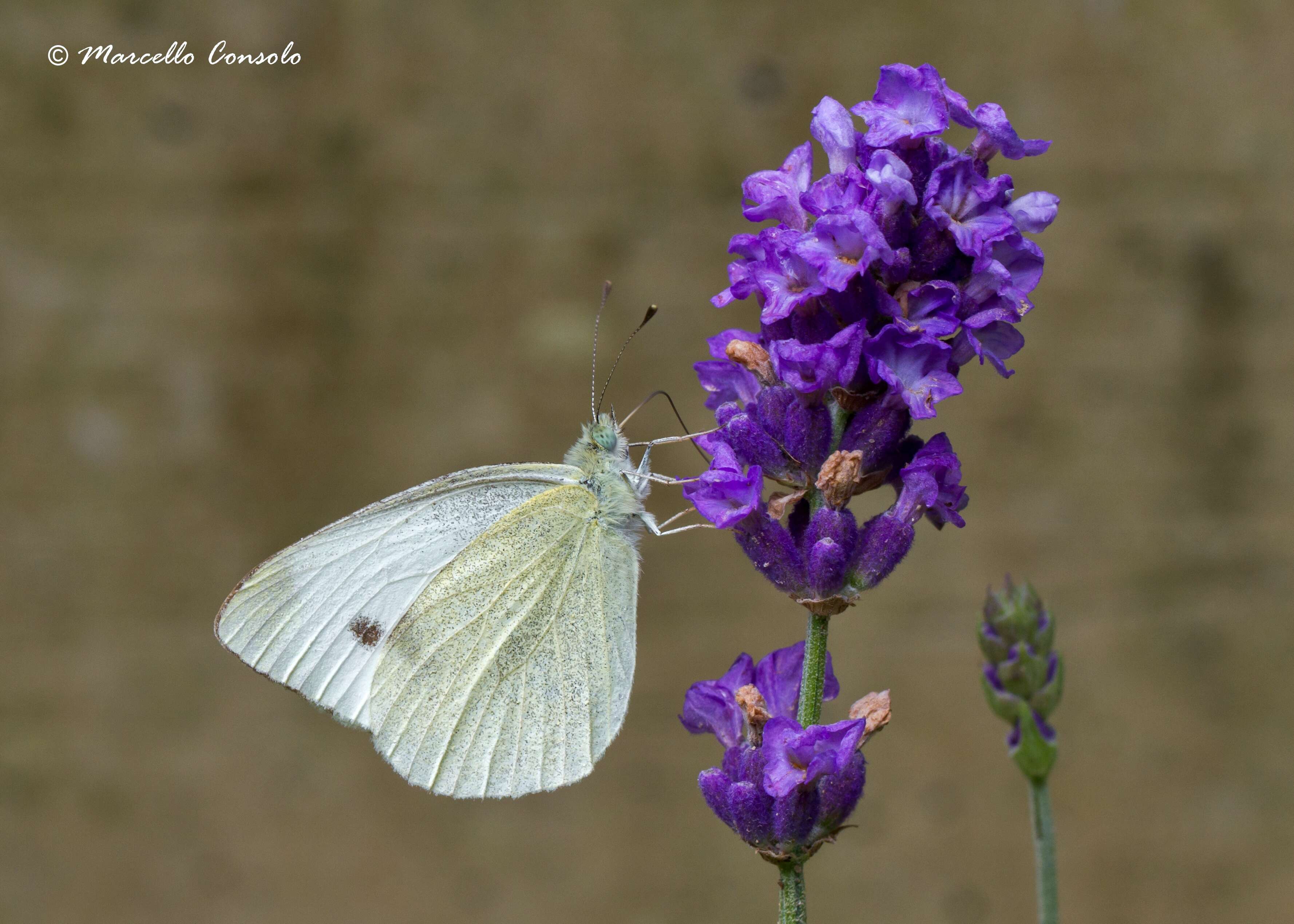 Sivun Pieris kuva