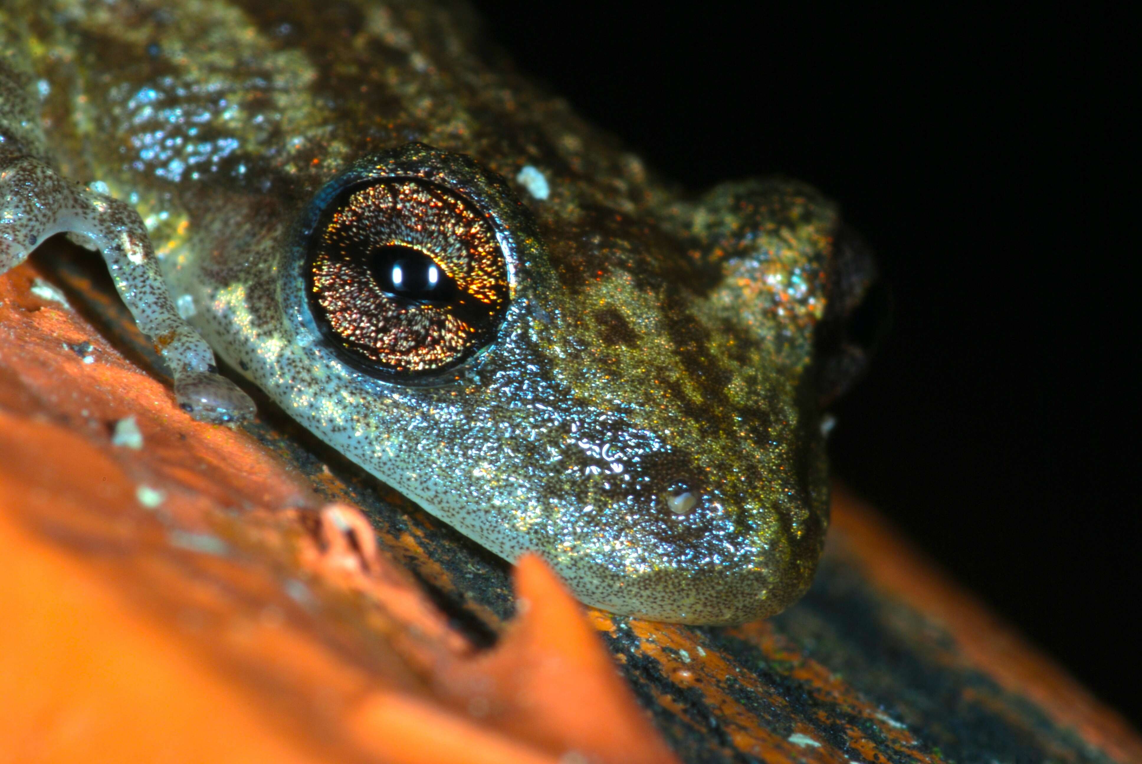 Image of Snouted Treefrogs