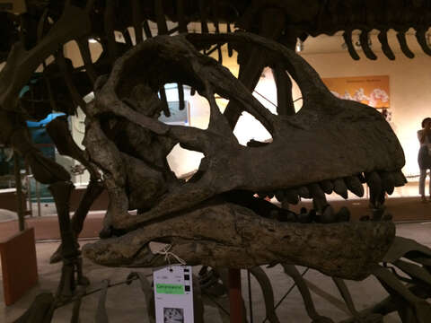 Image of Camarasaurus Cope 1877